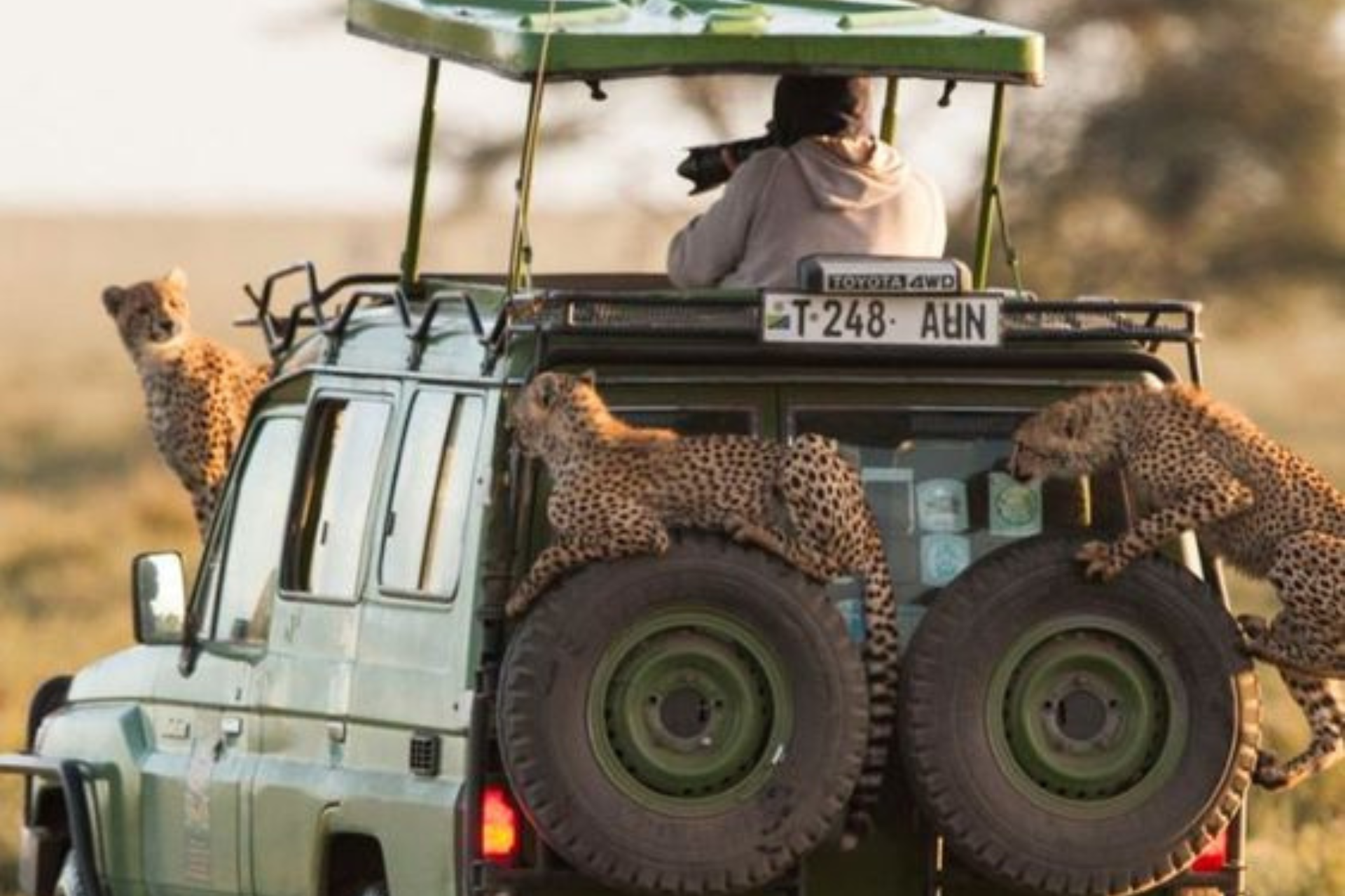 cheetahs in serengeti