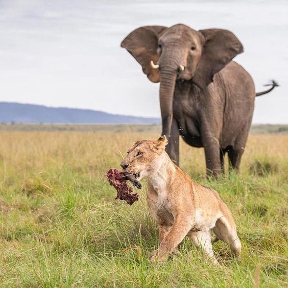 animals in Serengeti