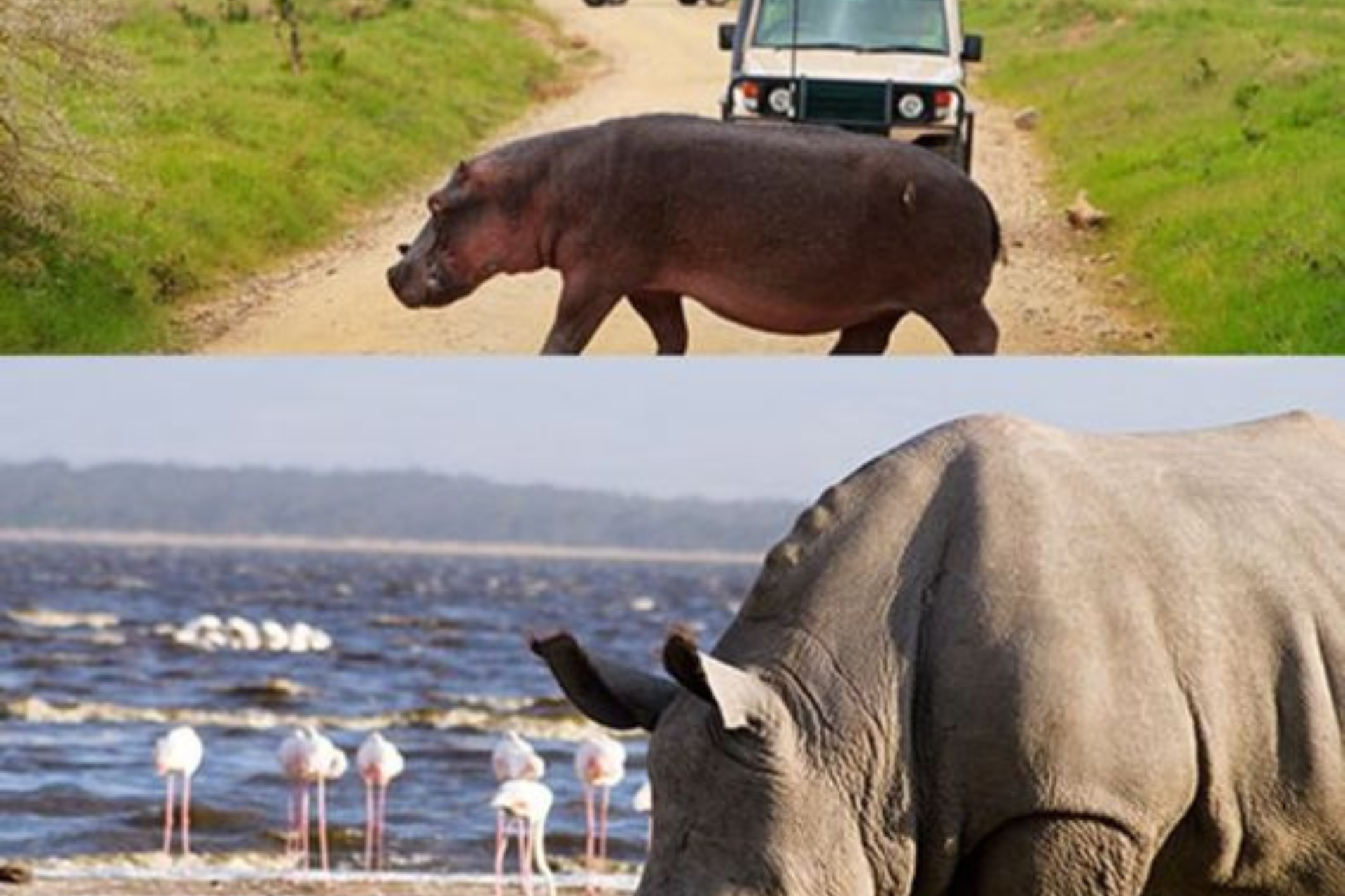 hippo and rhino