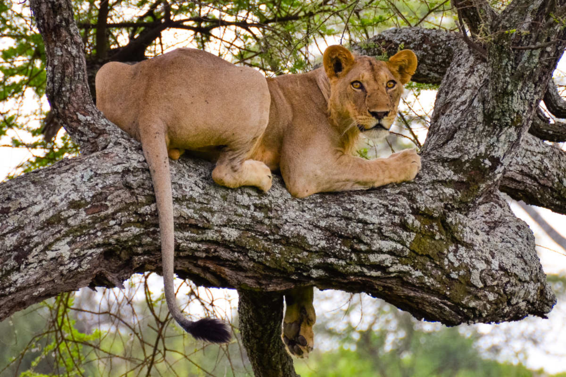 tree climbing lions in Tarangire