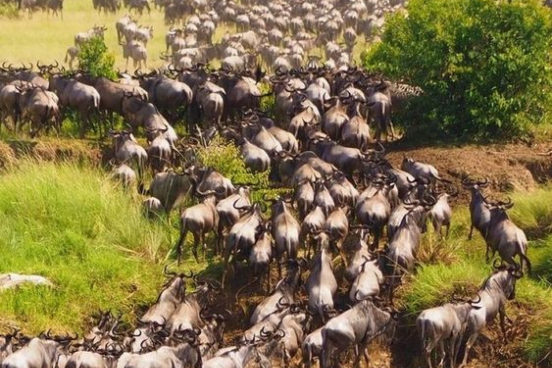 wildebeest migration